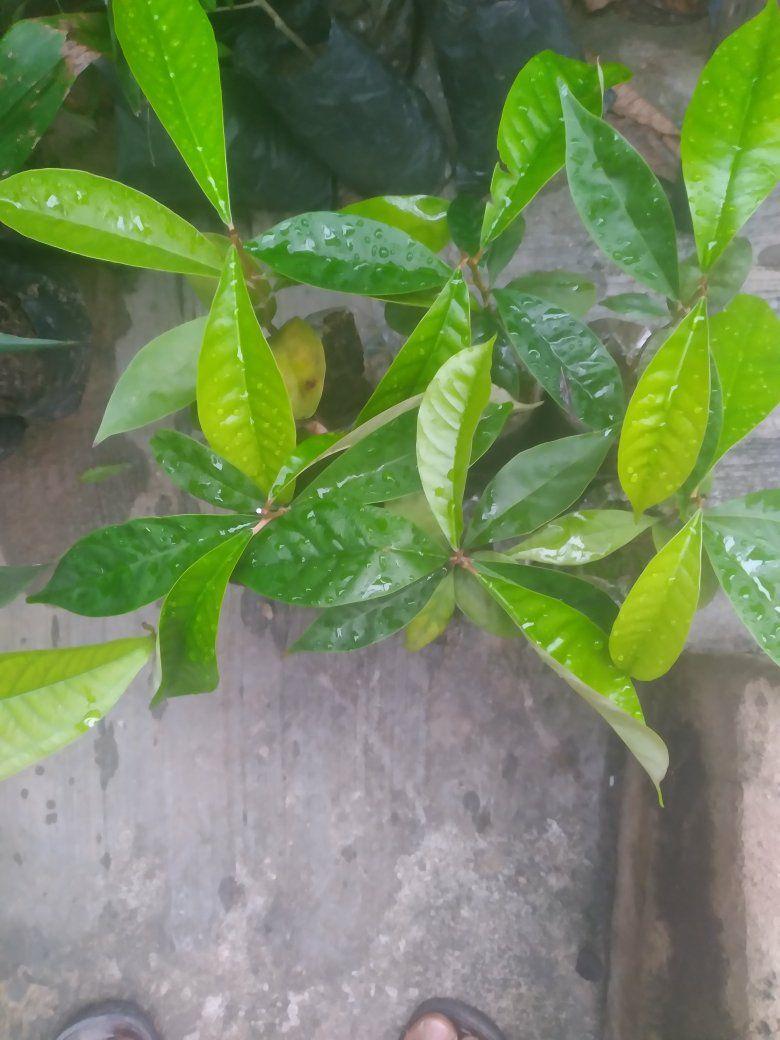 seedlings