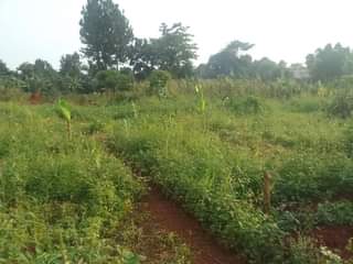 A picture of 100 by 100 ft plot for sale on mukono katosi