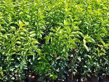 seedlings