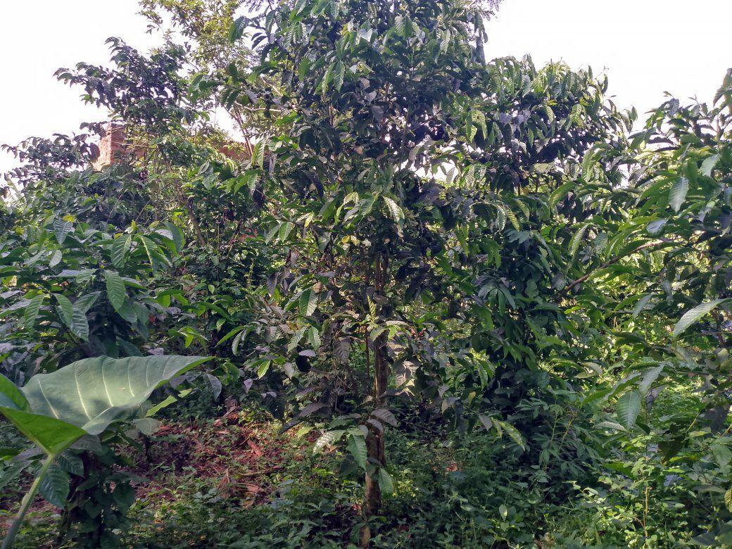 A picture of PLOT 50 150FT FOR SALE IN NAKASEKE KAPEEKA