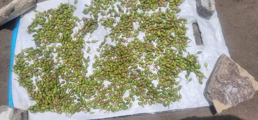 A picture of Tunatafuta soko la iriki mbichi