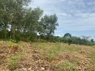 A picture of 2acres 15decimals of land in busika kalangala at shs 110m
