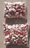 A picture of karanga white n red Byuti byuti tam tam