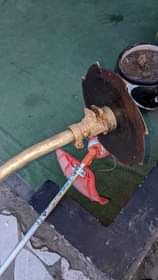 A picture of Nyengo or grass cutter
