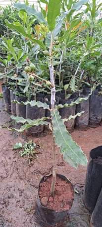 A picture of WEKEZA MACADAMIA TANZANIA TUPO ARUSHA KWA WEEK 1