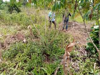 A picture of PLOT 50 100FT FOR SALE IN NAKASEKE KAPEEKA 2m