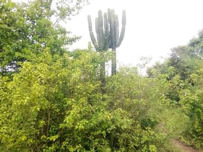 A picture of Shamba la eka 20 linauzwa hapa mbwewe