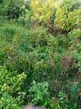 A picture of 2 fertile acres for sale at 8 4m it s
