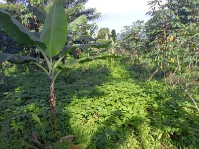 A picture of Half acre of land Private mailo land Location Bombo ku