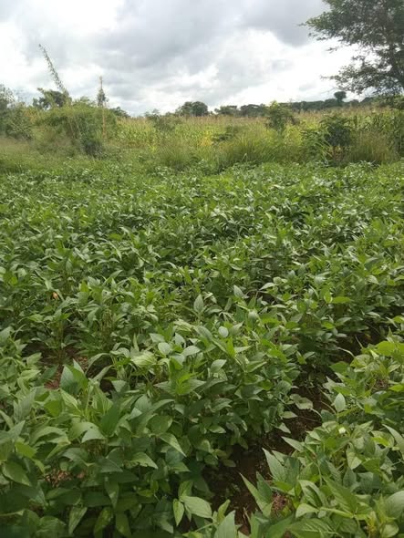 A picture of LAND FOR SALE SIZE 7 ACRES 265989849411