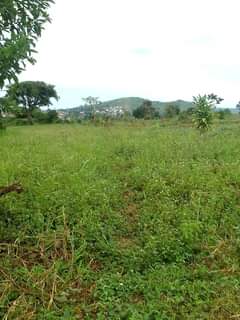 A picture of 7acres of private milo land forsale in sekanyonyi Mityana with
