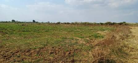A picture of Kila ekari moja