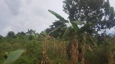A picture of Hot cake kasanje 