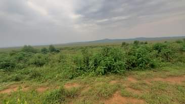 A picture of QUICK SALE 50 100 titled plot in bunjo kasanje at