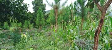 A picture of Land for sale 50x100 with a title