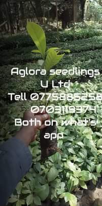 A picture of Coffee seedlings Clonal Coffee