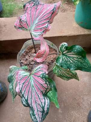 maua