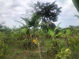 A picture of 2 acres titled land