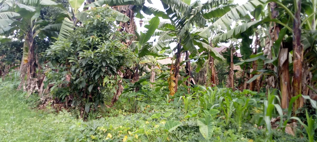 ibibanza bigurishwa