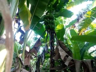 A picture of PLOT 65 100FT FOR SALE IN NAKASEKE KAPEEKA KADUNDA ORPHANAGE