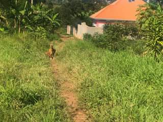 A picture of A PLOT OF LAND FOR SALE 100x50 ft WITH A