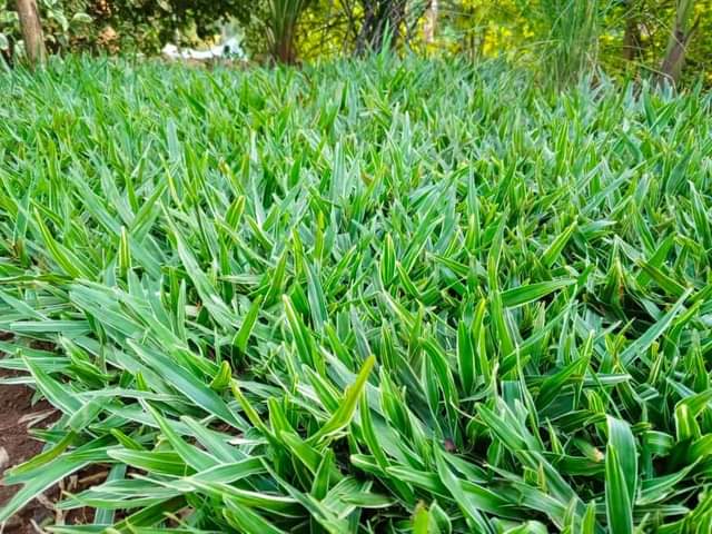 grass