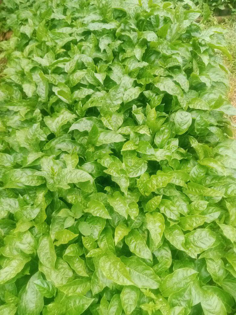 seedlings