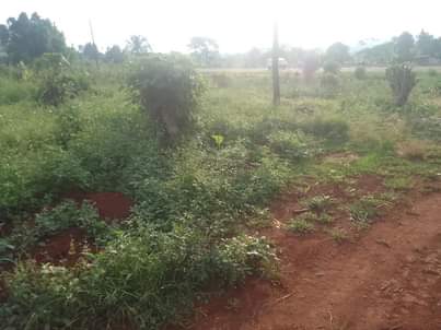 A picture of 50 by 100 ft for sale along mukono katosi road