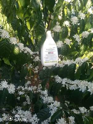 fertilizer