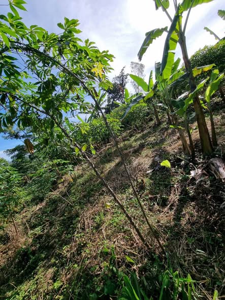 A picture of Land for sale in Katende