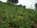 A picture of 4 fertile acres for sale all at 13m agreement sale