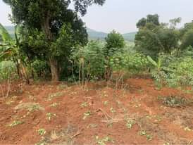 A picture of KIBANJA FOR SALE 80 ft by 300 ft for sale