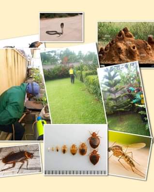 A picture of Fumigation services
