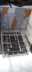 A picture of CAGE