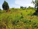A picture of Plots on sale located at matugga gombe along matugga semuto