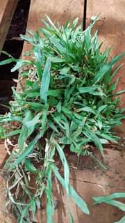 grass