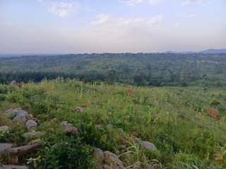 A picture of 40Acres on sale located at kiboga bugomolwa lc1 Selling from
