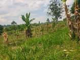 A picture of HALF ACRE ON SALE IDEAL FOR FARMING AND OTHER RELATED