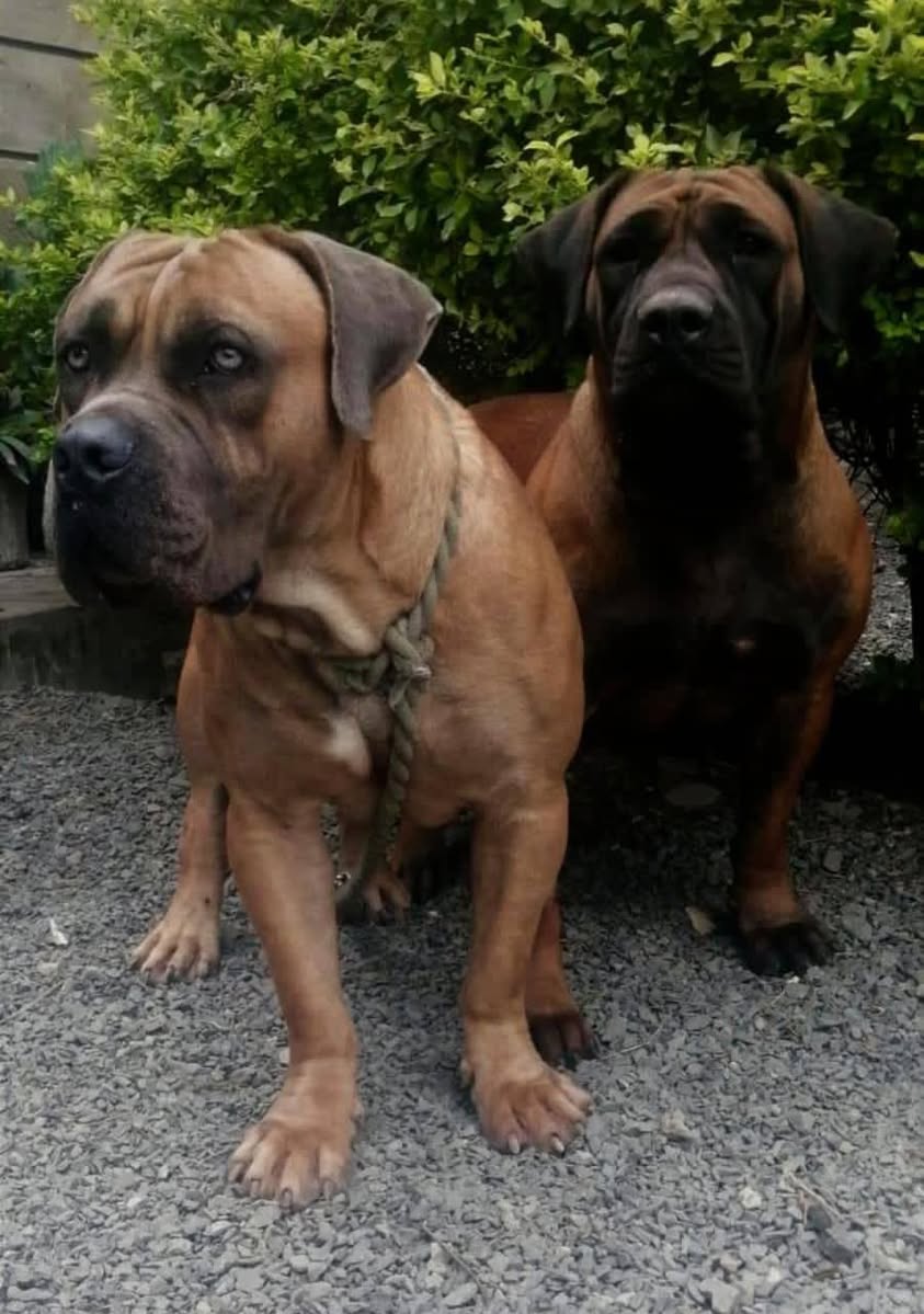 A picture of NO DOG NO LIFE 0775682272 0753330527