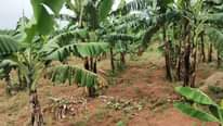 A picture of Land for sale