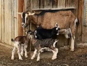 A picture of FEW GOATS REMAINING FOR GRAB WITH FREE DELIVERIES DONE ACROSS