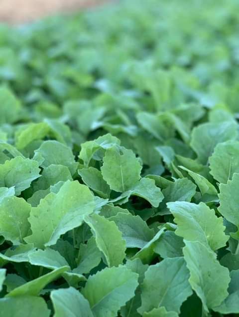 seedlings