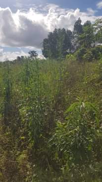 A picture of Private land 10 acres