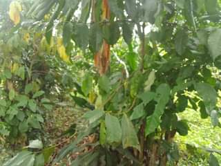 A picture of 200ft by 65ft for sale along mukono katosi road in