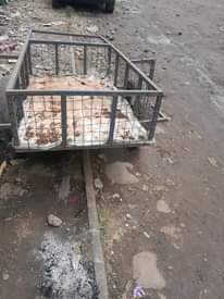 A picture of Mikokoteni