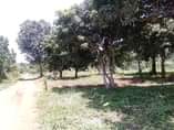 A picture of Entebbe Namulanda at 80 m shs