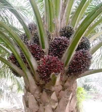 A picture of Palms seedlings coconut plantain guava pineapple