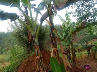 A picture of PLOT 50 171FT FOR SALE IN KYANUUNA ALONG HOIMA ROAD