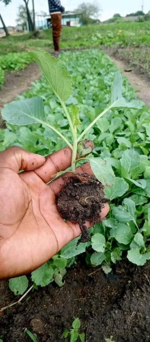 seedlings