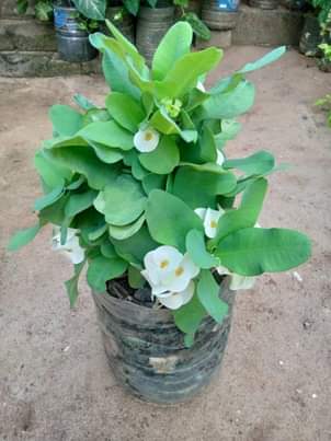A picture of Nauza Maua